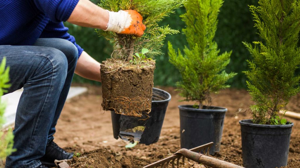 Planting Trees in the Fall