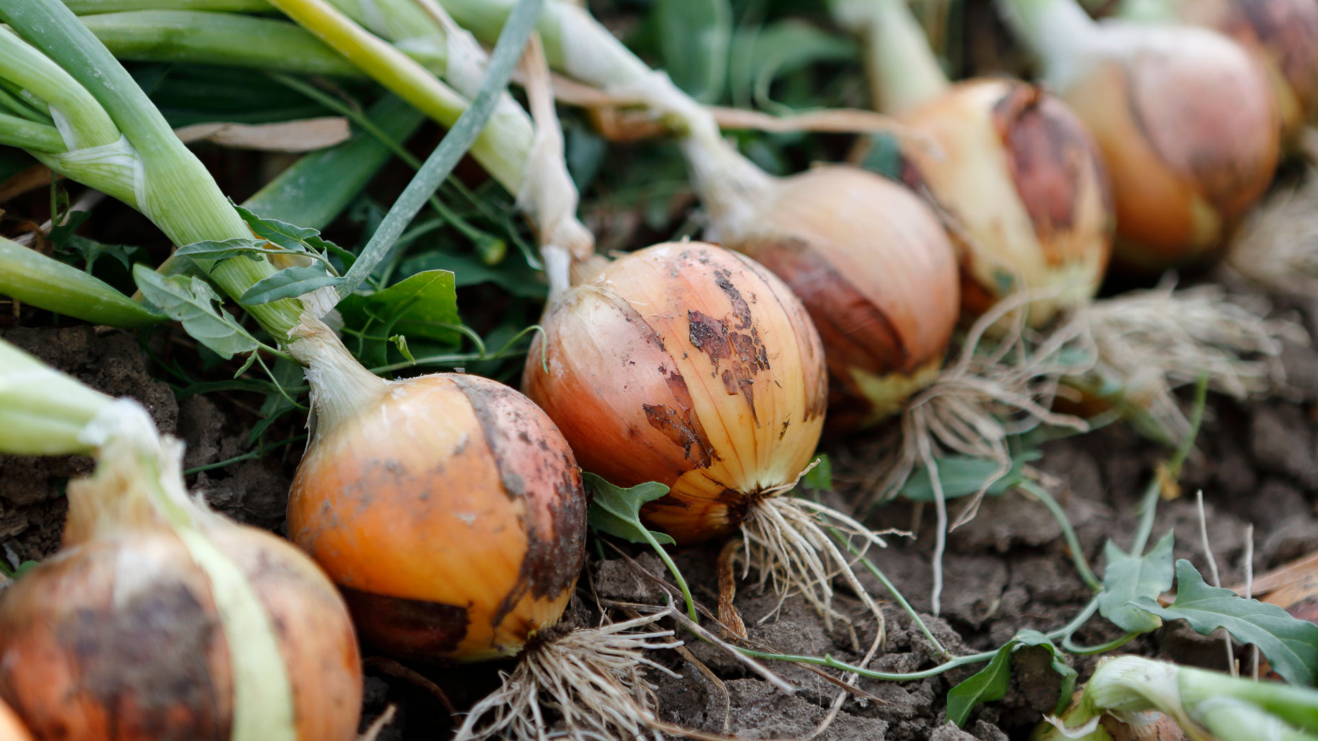 Early Season Vegetables - O'Toole's Garden Centers