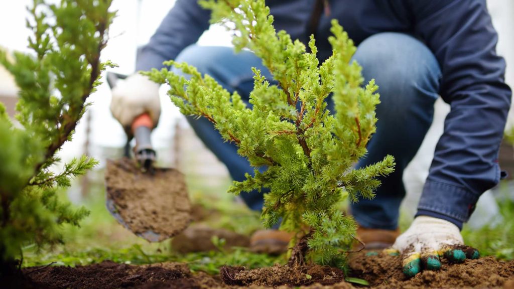 Planting Shrub Fall