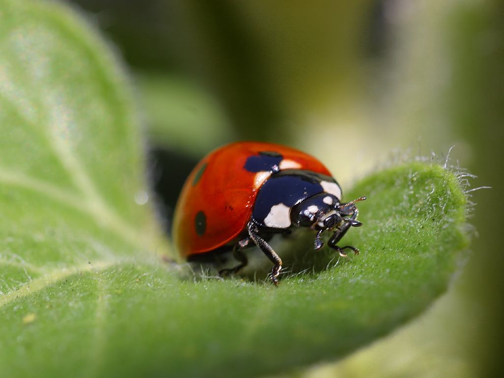 How to Control Aphids in Your Garden With Ladybugs and Soap - Dengarden