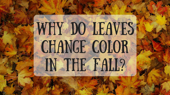 Why Do Leaves Change Color in the Fall? - O'Toole's Garden Centers